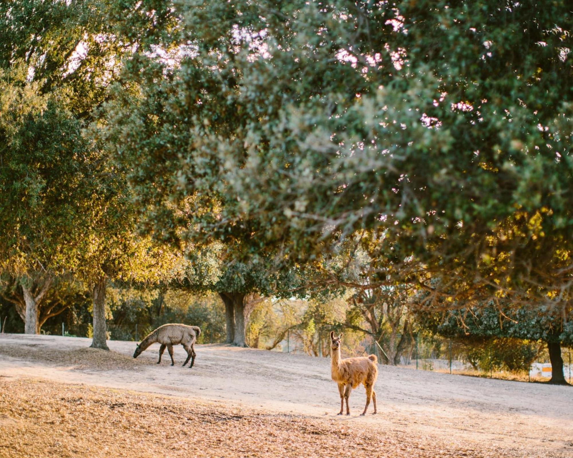 Domaine Naturiste De Riva Bella Linguizzetta エクステリア 写真