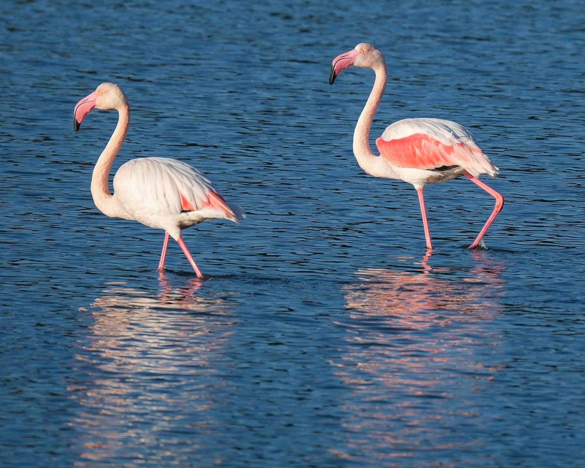 Domaine Naturiste De Riva Bella Linguizzetta エクステリア 写真